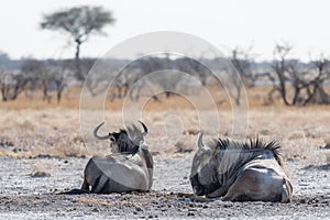 Blue Wildebeest lying down in the bush. Wildlife Safari in the Etosha National Park, famous travel destination in Namibia, Africa