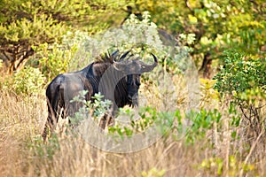 Blue Wildebeest male