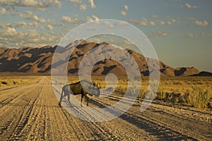 Blue Wildebeest Namib-Naukluft National Park Namibia