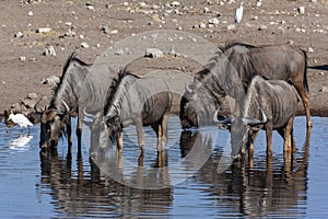 Blue Wildebeest - Namibia - Africa