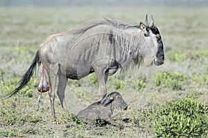 Blue Wildebeest new born calf