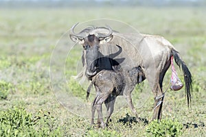 Blue Wildebeest new born calf