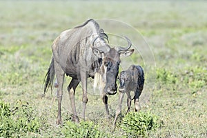 Blue Wildebeest new born calf