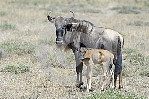 Blue Wildebeest new born calf