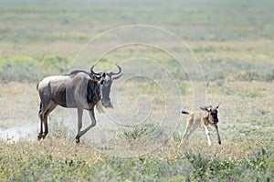 Blue Wildebeest with new born calf