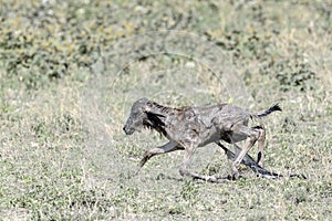 Blue Wildebeest new born calf