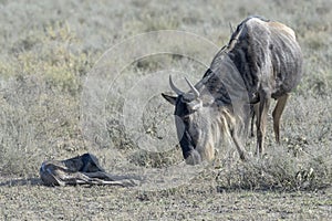 Blue Wildebeest with new born calf