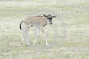 Blue Wildebeest newborn calf