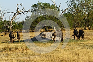 Blue Wildebeest on the open plains