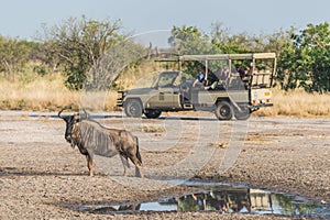 Blue wildebeest beside puddle with jeep behind