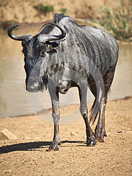 Blue Wildebeest returning from watering hole