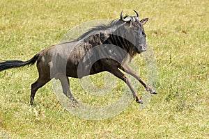 Blue wildebeest running