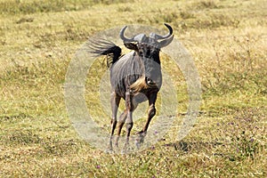 Blue wildebeest running