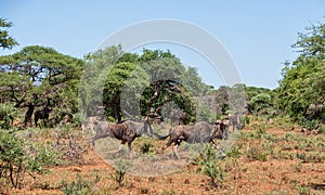 Blue Wildebeest Running