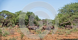 Blue Wildebeest Running