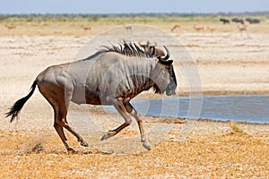 Blue wildebeest running on arid plains