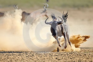 Blue wildebeest running on dusty plains