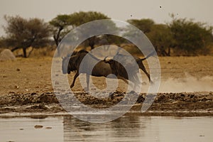 Blue wildebeest running fast fleeing from lions