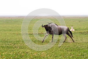 Blue wildebeest running in Ngorongoro Conservation Area NCA