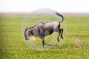 Blue wildebeest running in Ngorongoro Conservation Area NCA