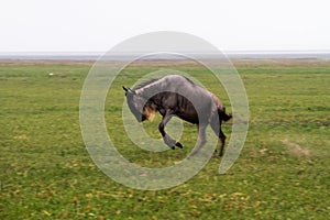 Blue wildebeest running in Ngorongoro Conservation Area NCA