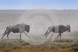Blue Wildebeest running on savannah