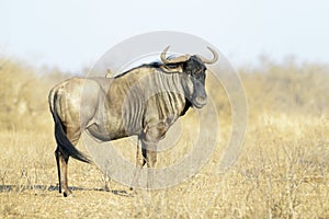 Blue wildebeest on savanna