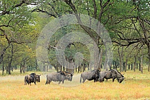 Blue wildebeest in savannah landscape