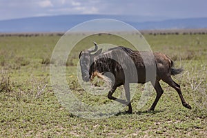 Blue wildebeest in the Serengeti