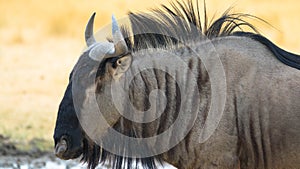 Blue Wildebeest, side view, africa nationalpark