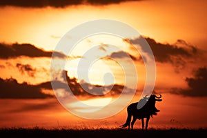 Blue wildebeest silhouetted against orange setting sun