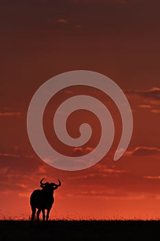 Blue wildebeest silhouetted against sunset on horizon
