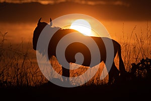 Blue wildebeest silhouetted on horizon at sunset