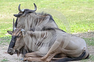 blue wildebeest sleep in garden at summer