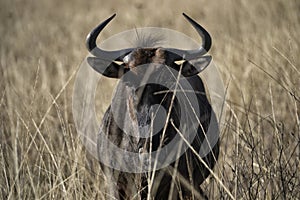 Blue wildebeest in South Africa plains.