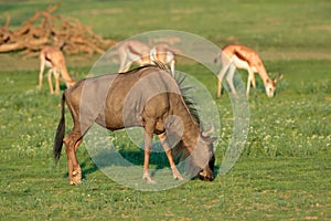 Blue wildebeest and springbok antelopes