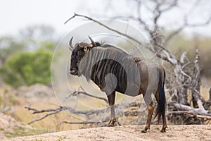 Blue wildebeest standing broadside