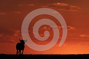 Blue wildebeest standing on horizon at sunset