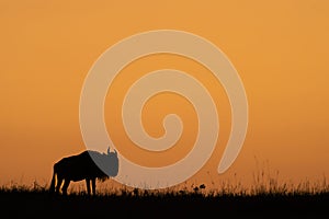 Blue wildebeest standing in profile on horizon