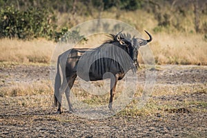 Blue wildebeest standing on savannah facing camera