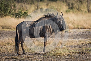 Blue wildebeest standing on savannah staring ahead