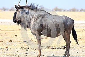 Blue Wildebeest standing side on