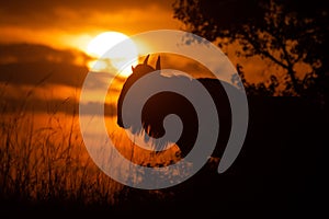 Blue wildebeest standing in silhouette at sunset