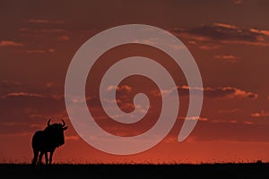 Blue wildebeest standing at sunset in silhouette