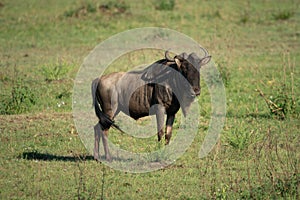 Blue wildebeest stands casting shadow on savannah