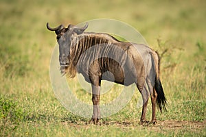 Blue wildebeest stands eyeing camera in savannah