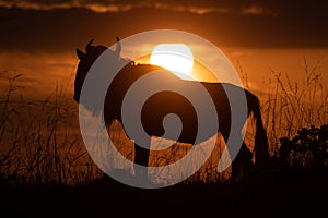 Blue wildebeest stands on horizon at sunset