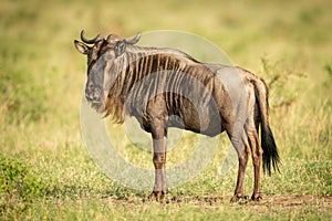 Blue wildebeest stands in savannah turning head