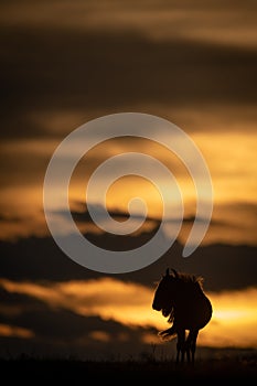 Blue wildebeest stands silhouetted against sunset horizon