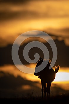 Blue wildebeest stands silhouetted on sunset horizon
